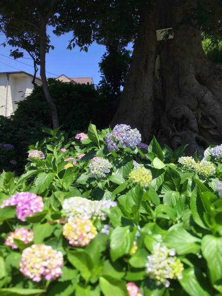 就労移行支援事業所ティオのブログ記事の画像