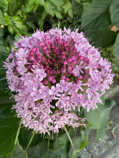 東京、千葉から通いやすい!就職を江戸川区西葛西、江戸川区船堀、千代田区神保町、江東区森下で一人ひとりの希望を叶える支援をしています。発達障害や学習障害、うつ病「障害者手帳」「自立支援医療」等、就職活動の心配も随時ご相談を受け付けています。 就労移行支援事業所ティオのブログ記事の画像