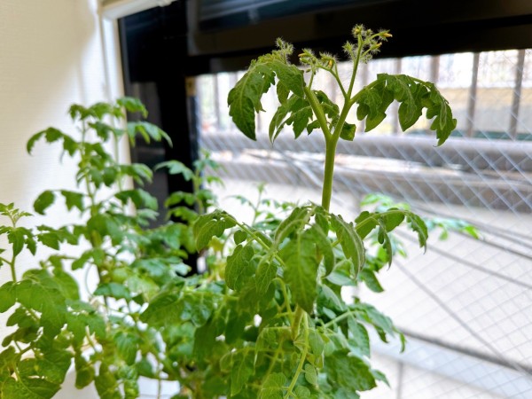 就労移行支援事業所ティオのブログ記事の画像