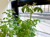 就労移行支援事業所ティオBLOGのサムネイル