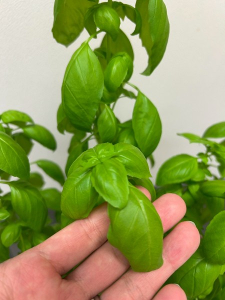 就労移行支援事業所ティオのブログ記事の画像