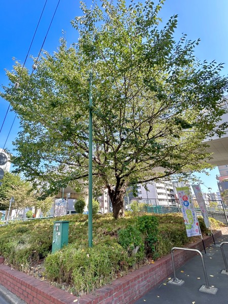 就労移行支援事業所ティオのブログ記事の画像