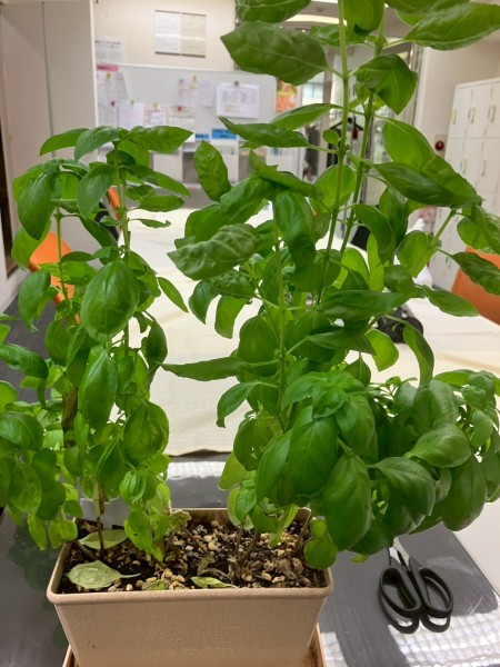 就労移行支援事業所ティオのブログ記事の画像