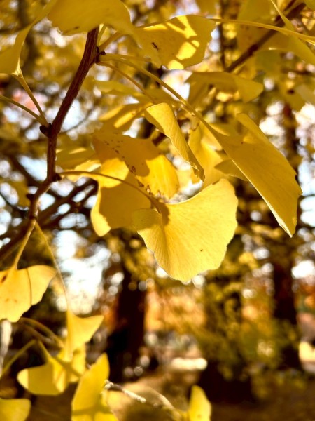 就労移行支援事業所ティオのブログ記事の画像