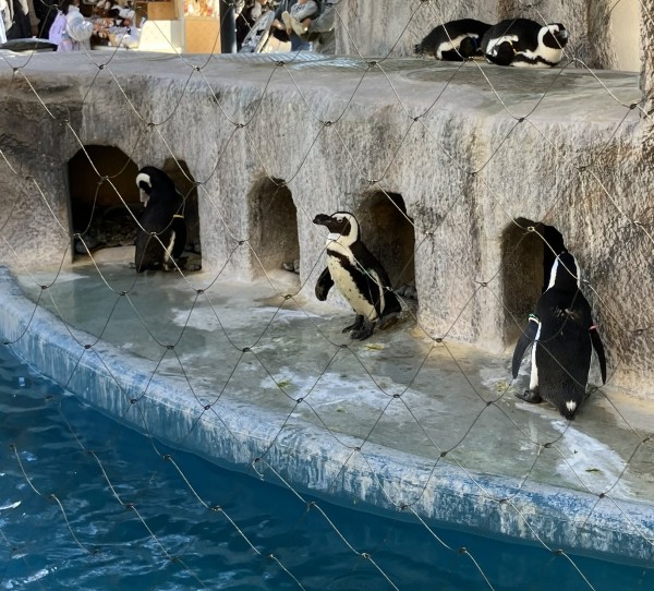 就労移行支援事業所ティオのブログ記事の画像