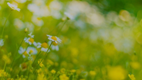 東京、千葉から通いやすい!就職を江戸川区西葛西、江戸川区船堀、千代田区神保町、江東区森下で一人ひとりの希望を叶える支援をしています。発達障害や学習障害、うつ病「障害者手帳」「自立支援医療」等、就職活動の心配も随時ご相談を受け付けています。 就労移行支援事業所ティオのブログ記事の画像