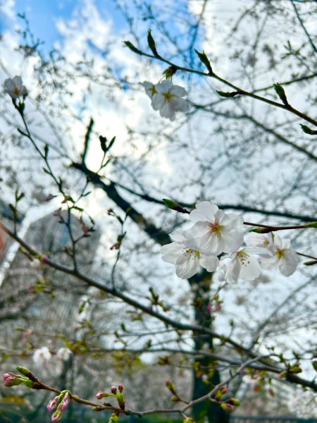 東京、千葉から通いやすい!就職を江戸川区西葛西、江戸川区船堀、千代田区神保町、江東区森下で一人ひとりの希望を叶える支援をしています。発達障害や学習障害、うつ病「障害者手帳」「自立支援医療」等、就職活動の心配も随時ご相談を受け付けています。 就労移行支援事業所ティオのブログ記事の画像