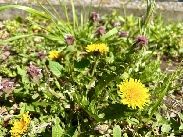 就労移行支援事業所ティオのブログ記事の画像