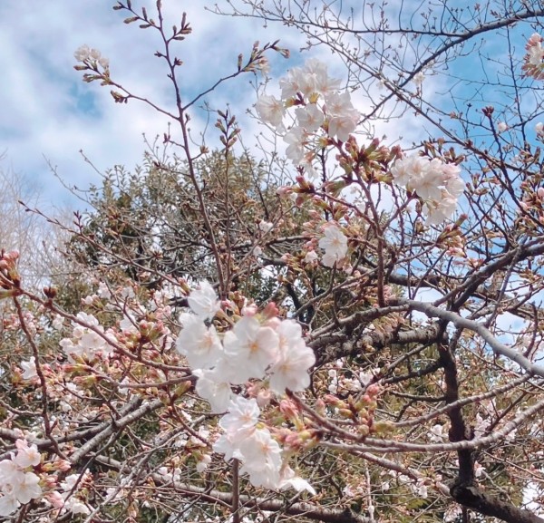 就労移行支援事業所ティオのブログ記事の画像